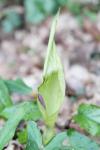 Arum maculatum