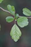 Crataegus laevigata