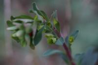 Euphorbia amygdaloides