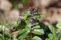 Ajuga reptans
