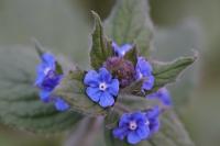 Pentaglottis sempervirens