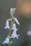 Hyacinthoides non-scripta