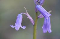 Hyacinthoides non-scripta