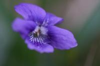 Viola riviniana