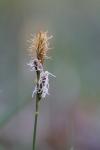 Carex caryophyllea