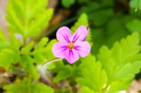 Geranium robertianum