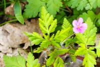 Geranium robertianum