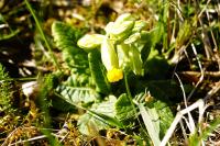 Primula veris