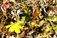 Potentilla verna
