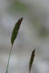 Anthoxanthum odoratum