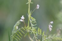 Ervilia hirsuta