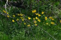 Tulipa sylvestris subsp. sylvestris