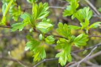 Crataegus monogyna