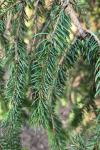 Picea abies