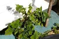 Sonchus oleraceus