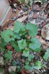 Lactuca muralis