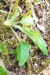 Viola hirta