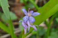 Scilla bifolia
