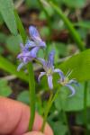 Scilla bifolia