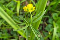 Ranunculus auricomus