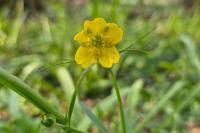 Ranunculus auricomus