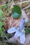 Viola riviniana