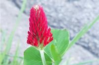 Trifolium incarnatum