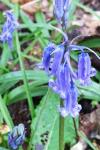 Hyacinthoides non-scripta