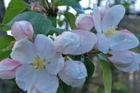 Malus sylvestris
