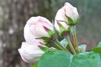 Malus sylvestris