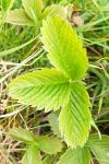 Fragaria viridis