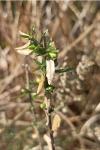 Genista germanica