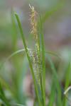 Carex sylvatica