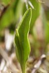 Ophioglossum vulgatum