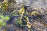 Potamogeton coloratus