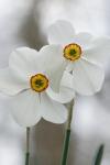 Narcissus poeticus