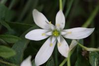 Ornithogalum divergens