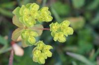 Euphorbia helioscopia