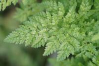 Anthriscus caucalis