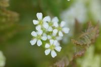 Anthriscus caucalis