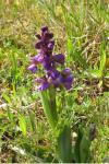 Anacamptis morio subsp. morio