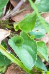 Viola reichenbachiana
