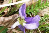 Viola reichenbachiana