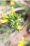 Genista pilosa