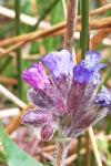 Pulmonaria longifolia