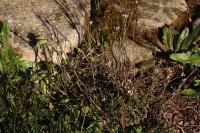 Cardamine hirsuta