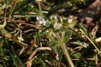 Cerastium glomeratum