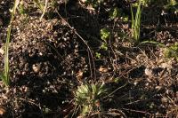 Draba verna