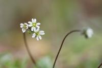 Draba verna