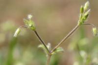 Cerastium brachypetalum